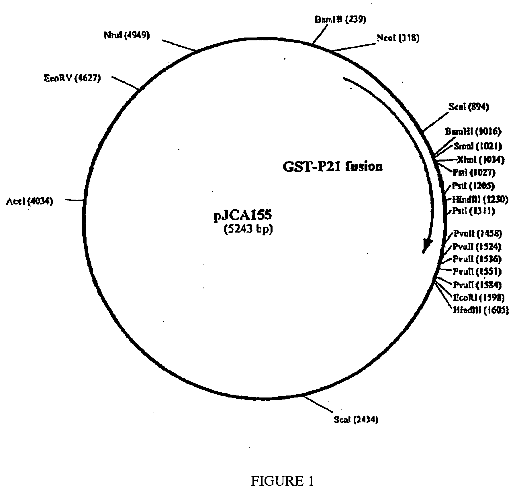 Compositions and vaccines containing antigen(s) of Cryptosporidium parvum and of another pathogen