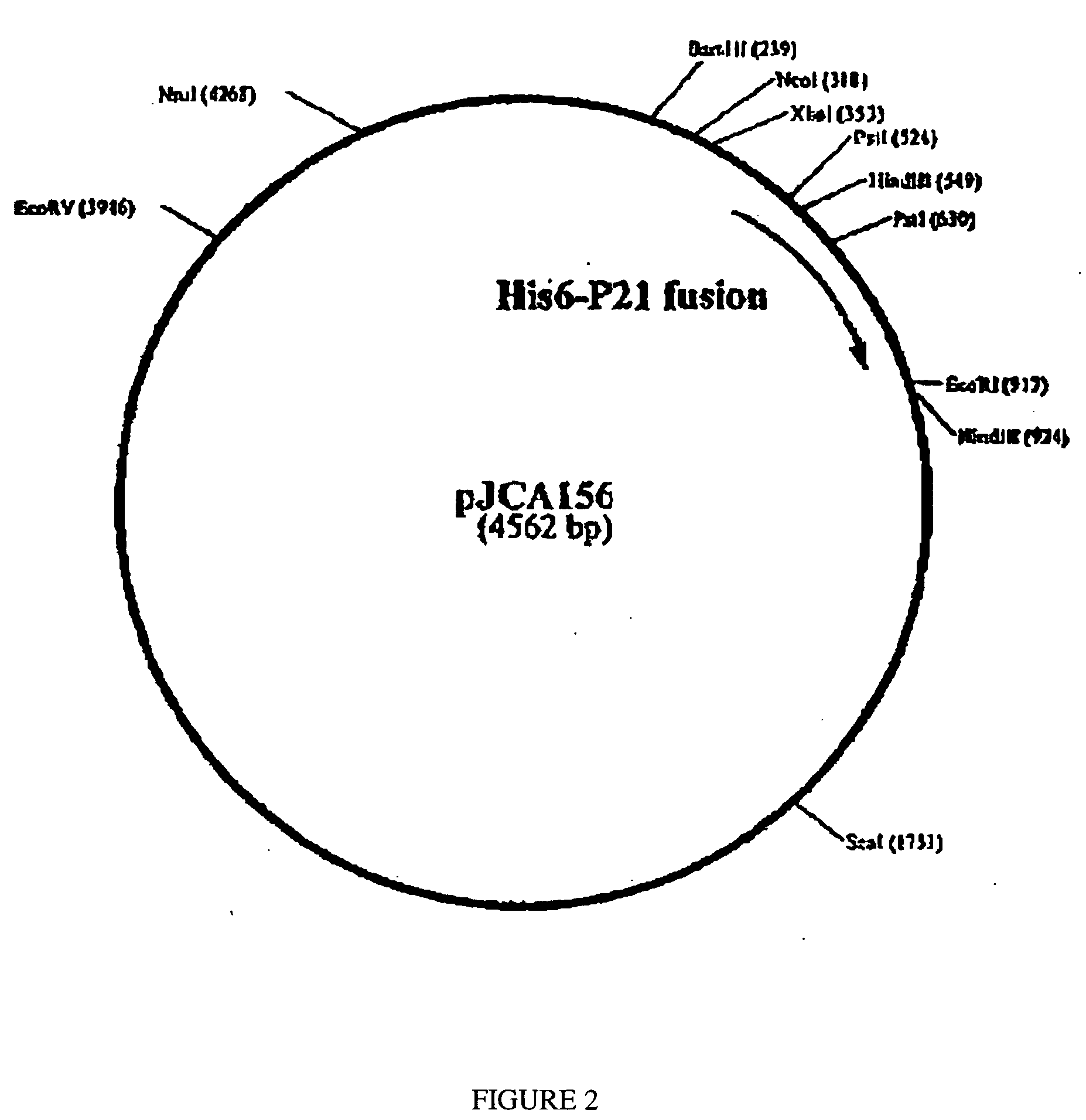 Compositions and vaccines containing antigen(s) of Cryptosporidium parvum and of another pathogen