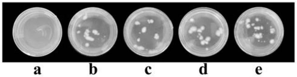 Ganoderma applanatum transgenic method