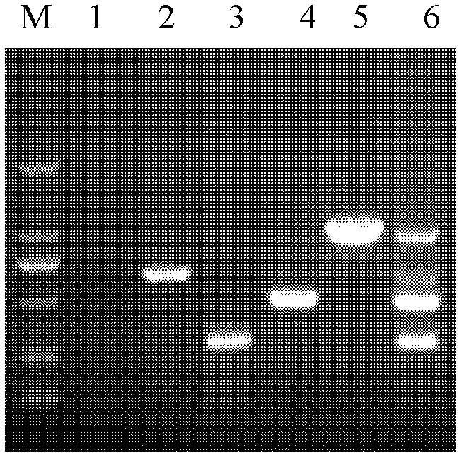 Multiplex polymerase chain reaction (PCR) detection primers for simultaneously detecting canine distemper virus, canine parvovirus, type I canine adenovirus and type II canine adenovirus