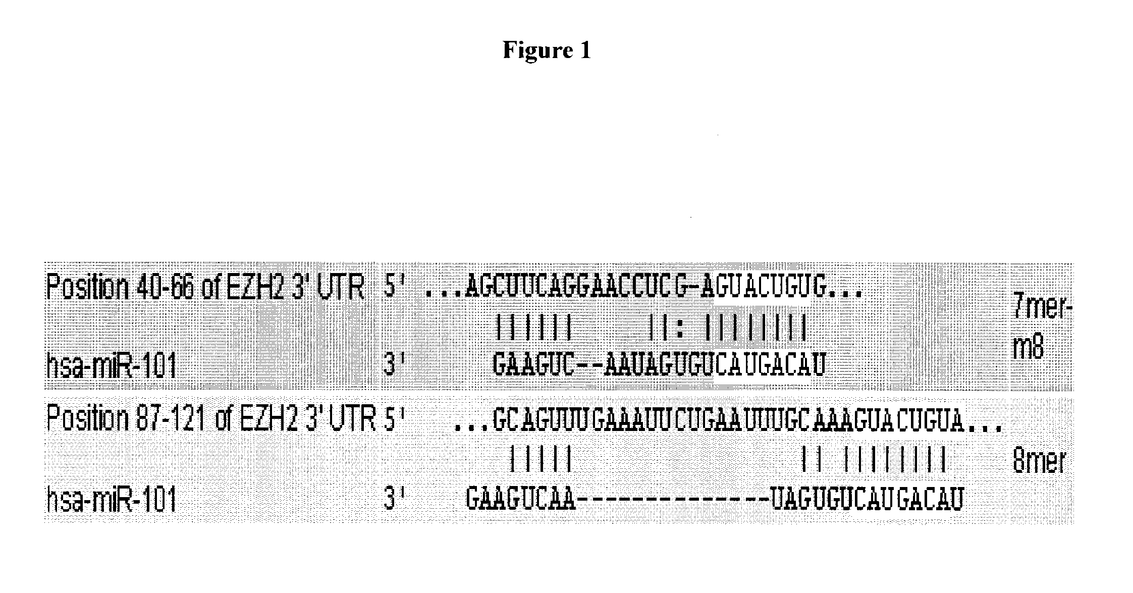 Compositions and methods for inhibiting ezh2