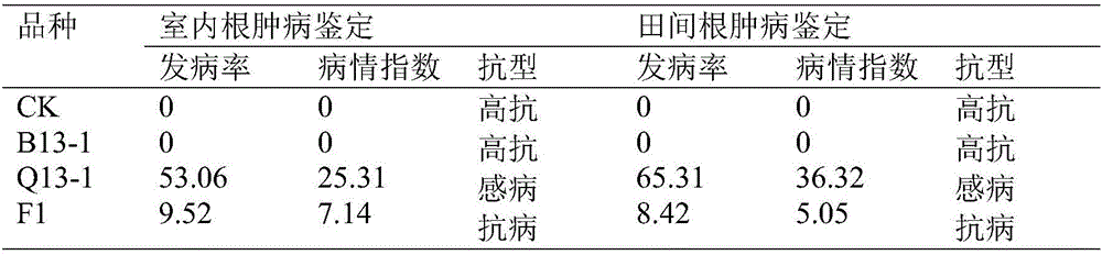 Method for acquiring non-heading Chinese cabbage clubroot resistance germplasm resources