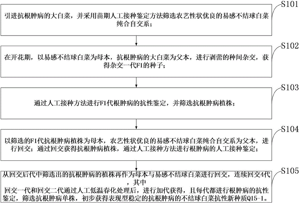 Method for acquiring non-heading Chinese cabbage clubroot resistance germplasm resources