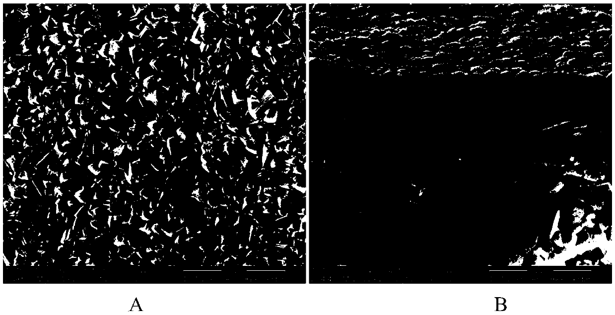 Method for synthesizing high acid resistant MOR zeolite molecular sieve membrane from fluorine-containing dilute solution