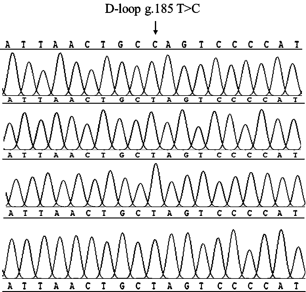 Method for identifying queshan black pig