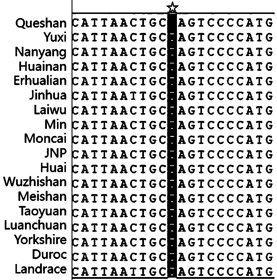 Method for identifying queshan black pig