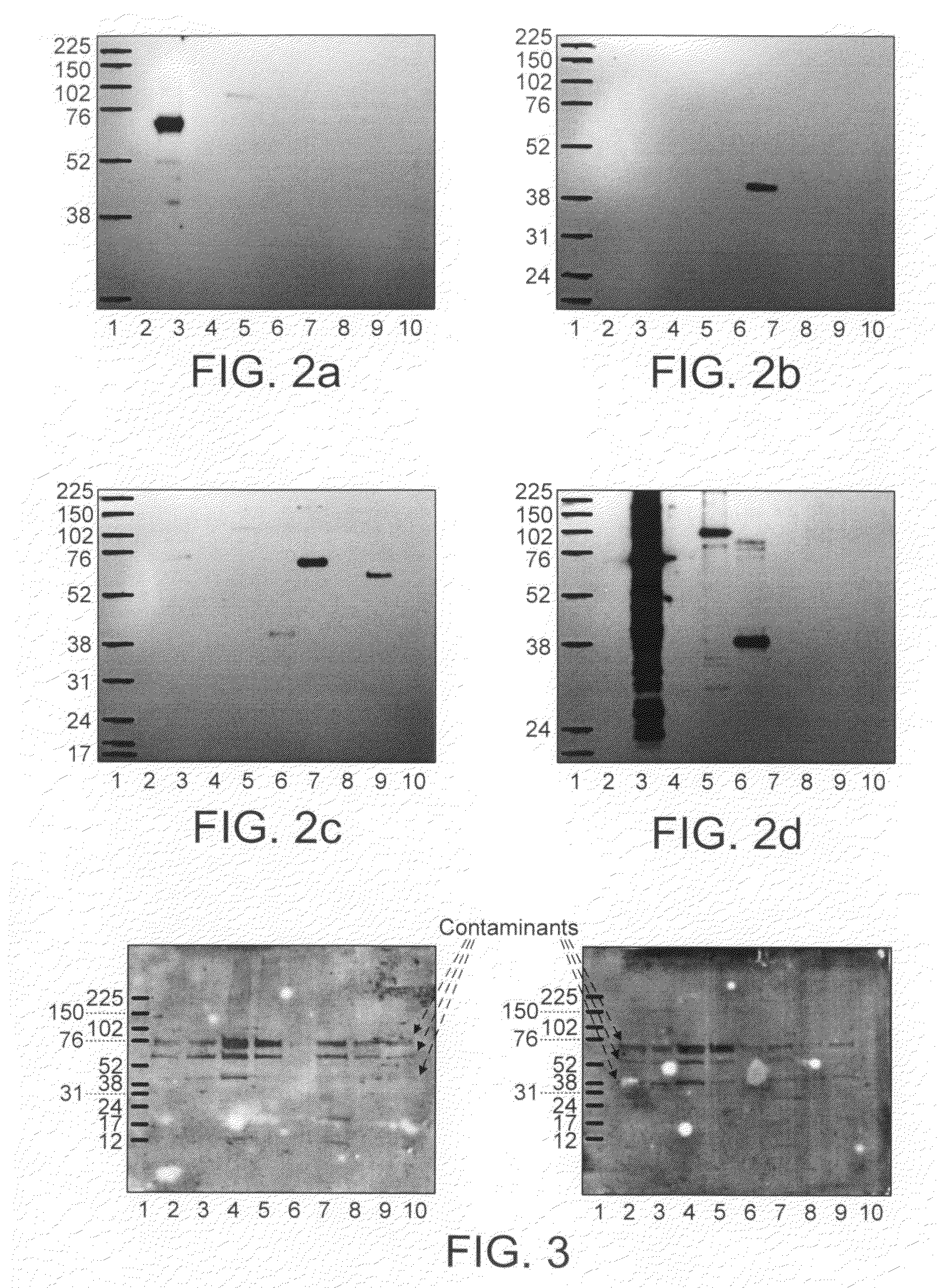 Calibrator For Immunoassays