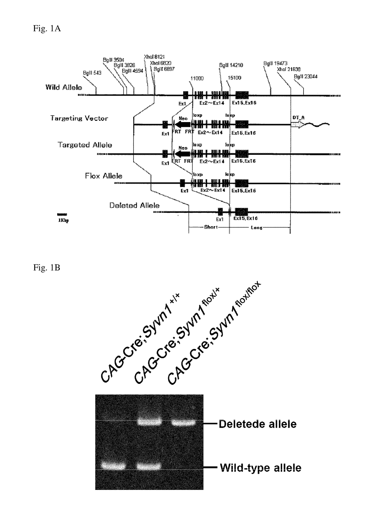 Screening Method For Compound Having Obesity Preventive Or Therapeutic Activity