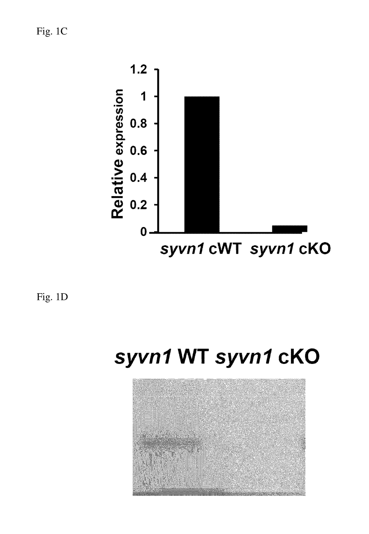 Screening Method For Compound Having Obesity Preventive Or Therapeutic Activity