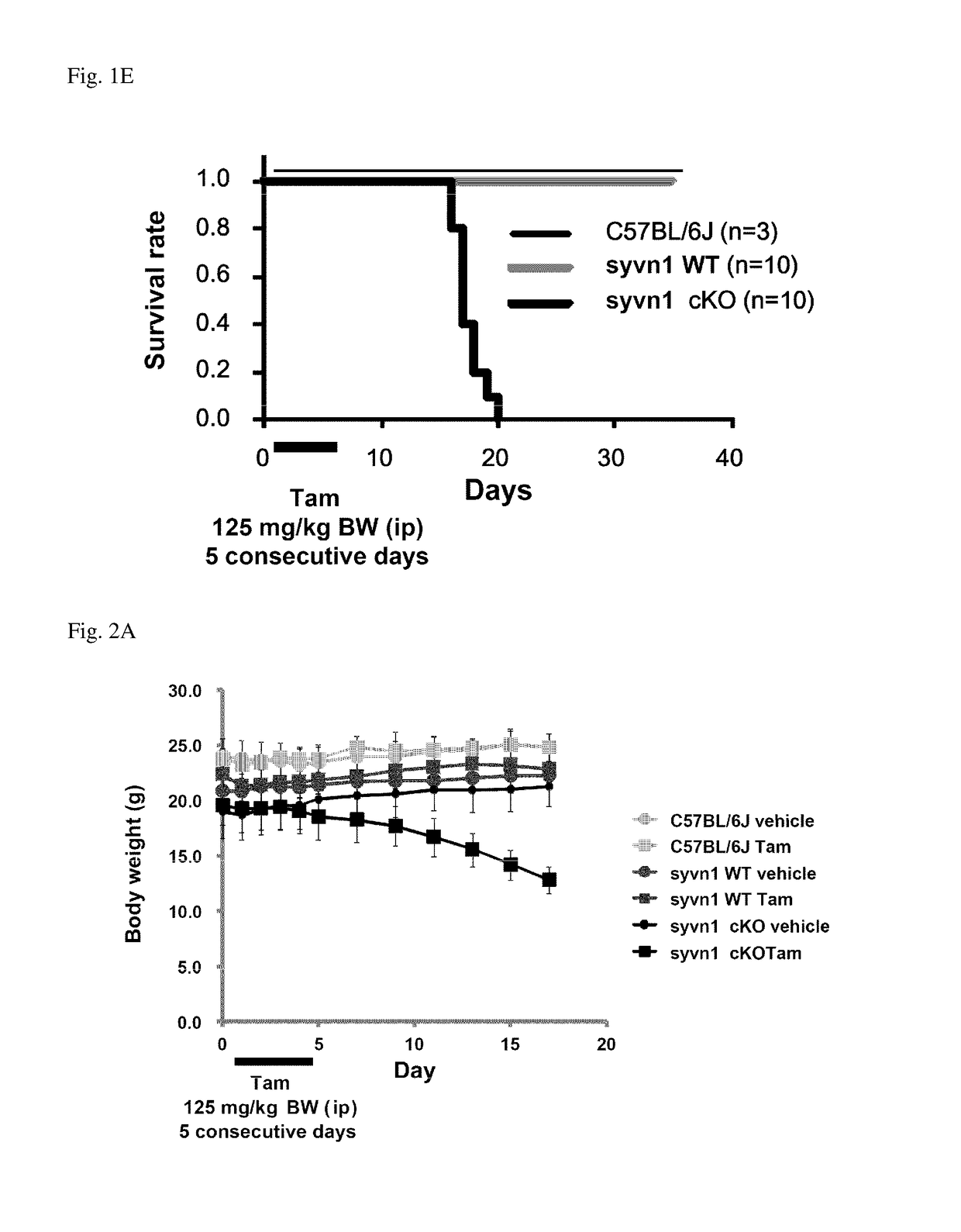 Screening Method For Compound Having Obesity Preventive Or Therapeutic Activity