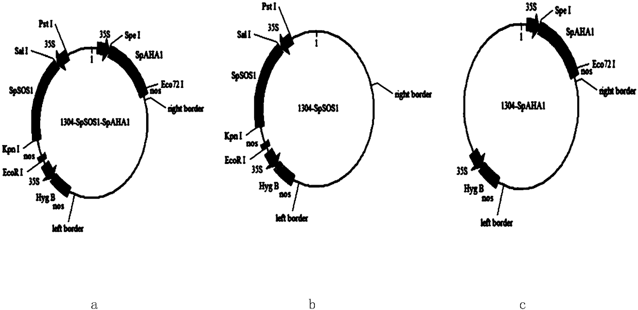 Method for improving salt tolerance of plants