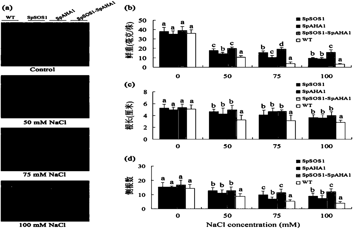 Method for improving salt tolerance of plants