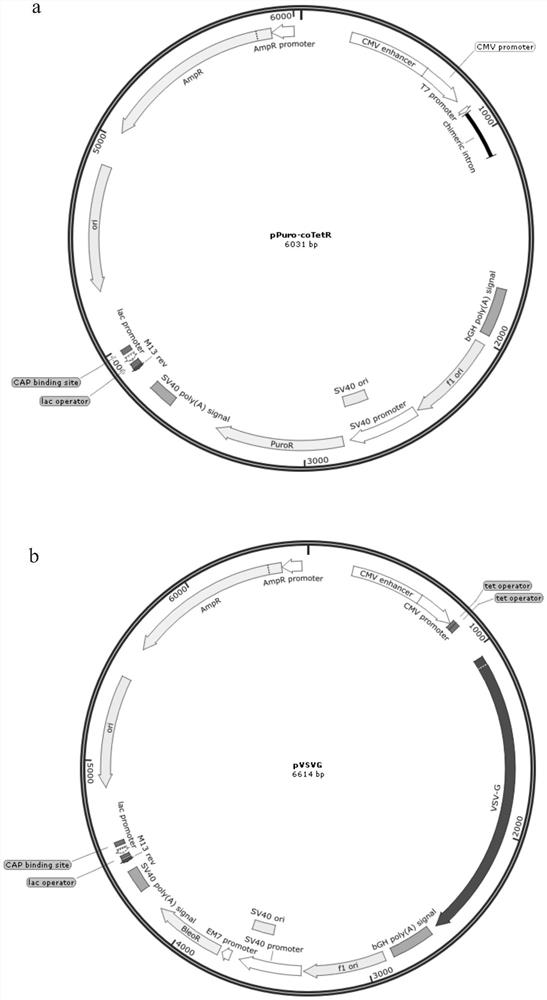 Lentivirus stable packaging cell line and preparation method thereof