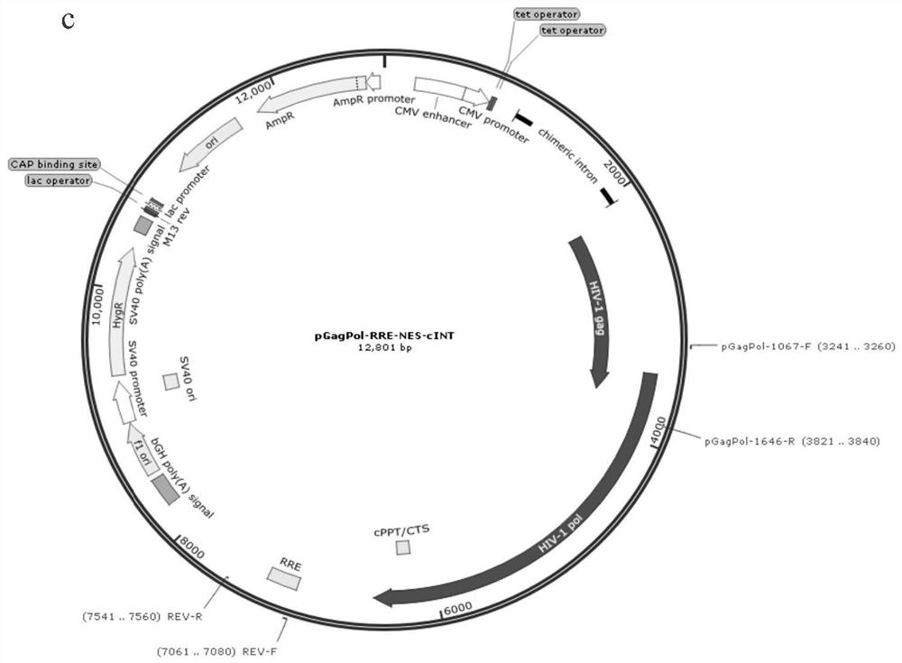 Lentivirus stable packaging cell line and preparation method thereof