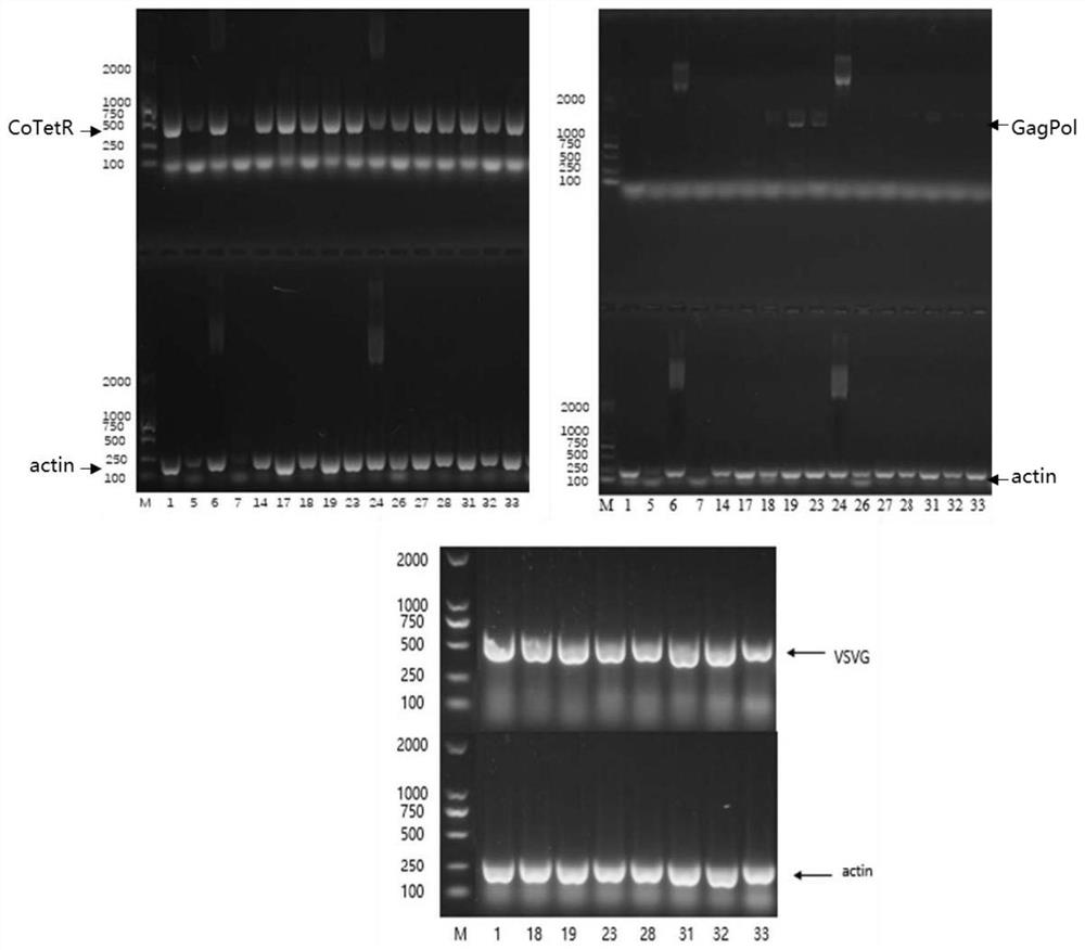 Lentivirus stable packaging cell line and preparation method thereof