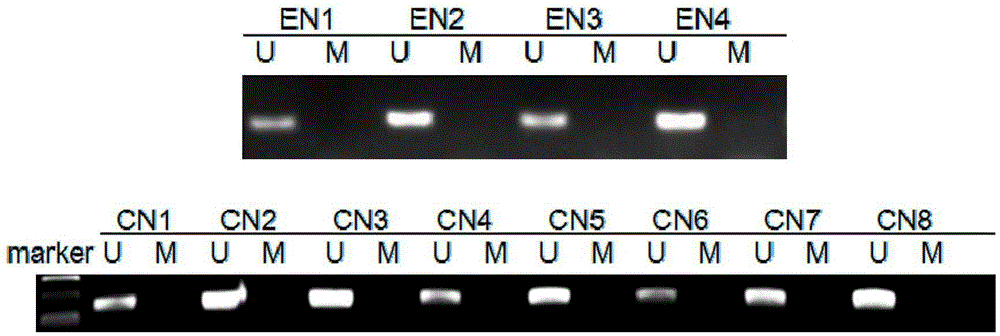 TMEM176A gene promoter region DNA methylation detection