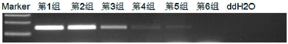 TMEM176A gene promoter region DNA methylation detection