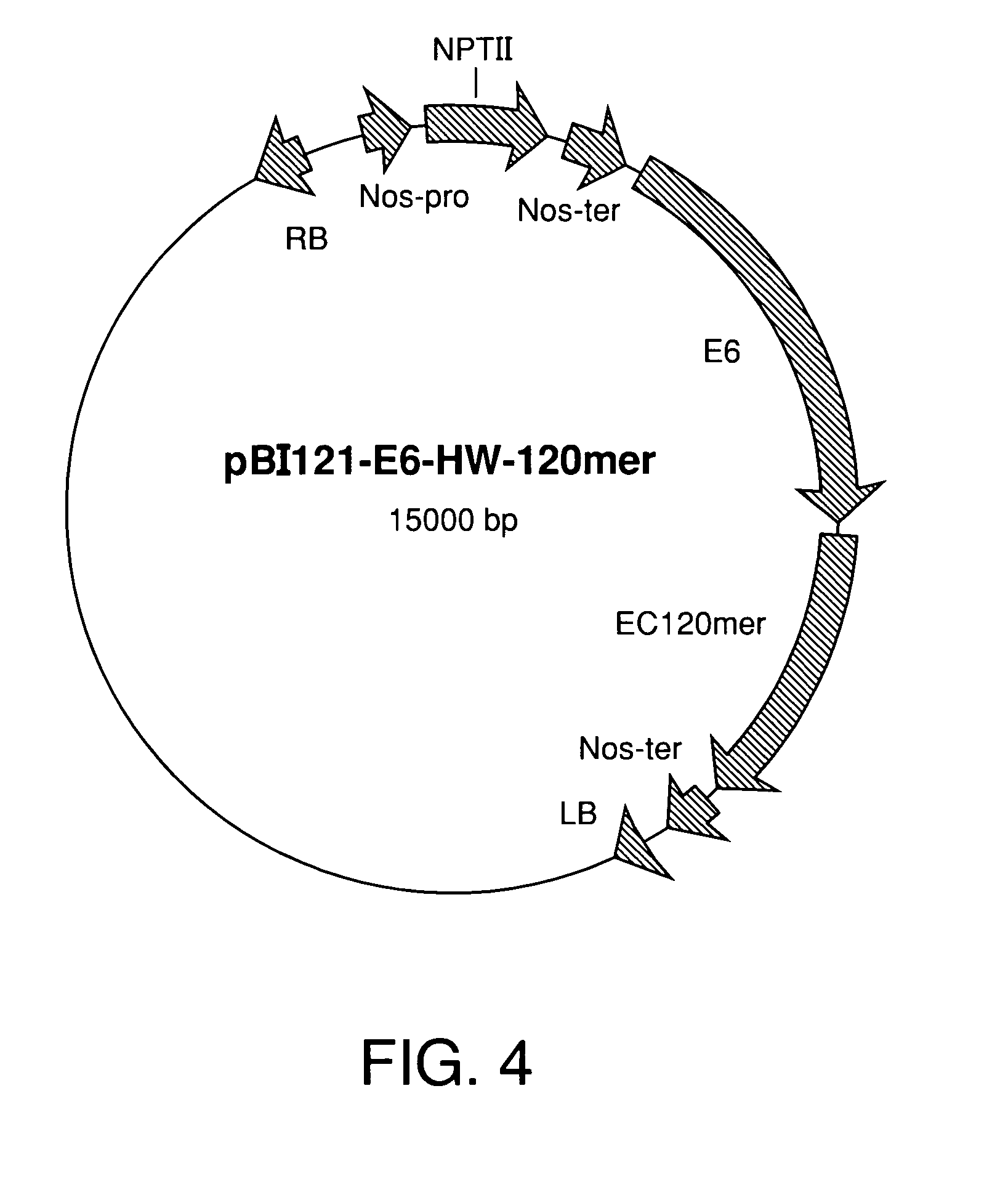 Genetic engineering of cotton to increase fiber strength, water absorption and dye binding