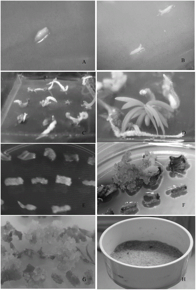 Method for obtaining callus and suspension cells under induction of Taxus chinensis test tube plantlet