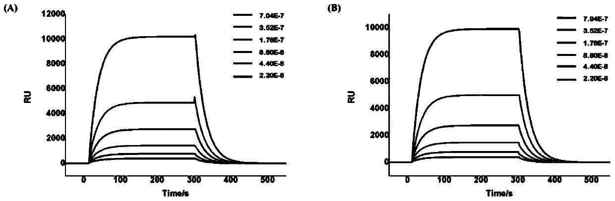 A D-type polypeptide radiopharmaceutical targeting HER2 and its preparation method