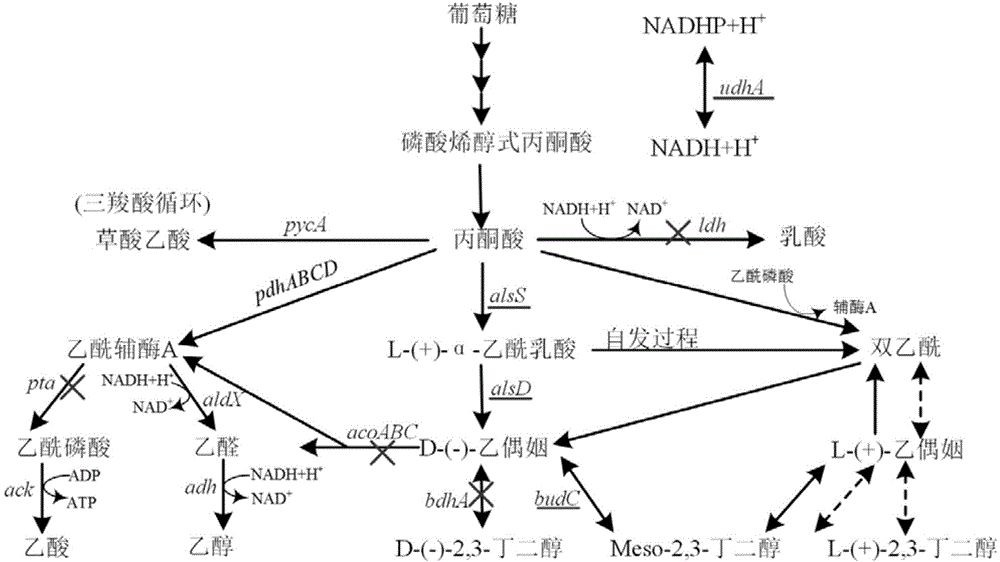 Bacillus subtilis strain for producing high-purity chiral meso-2,3-butanediol as well as construction method and application of strain