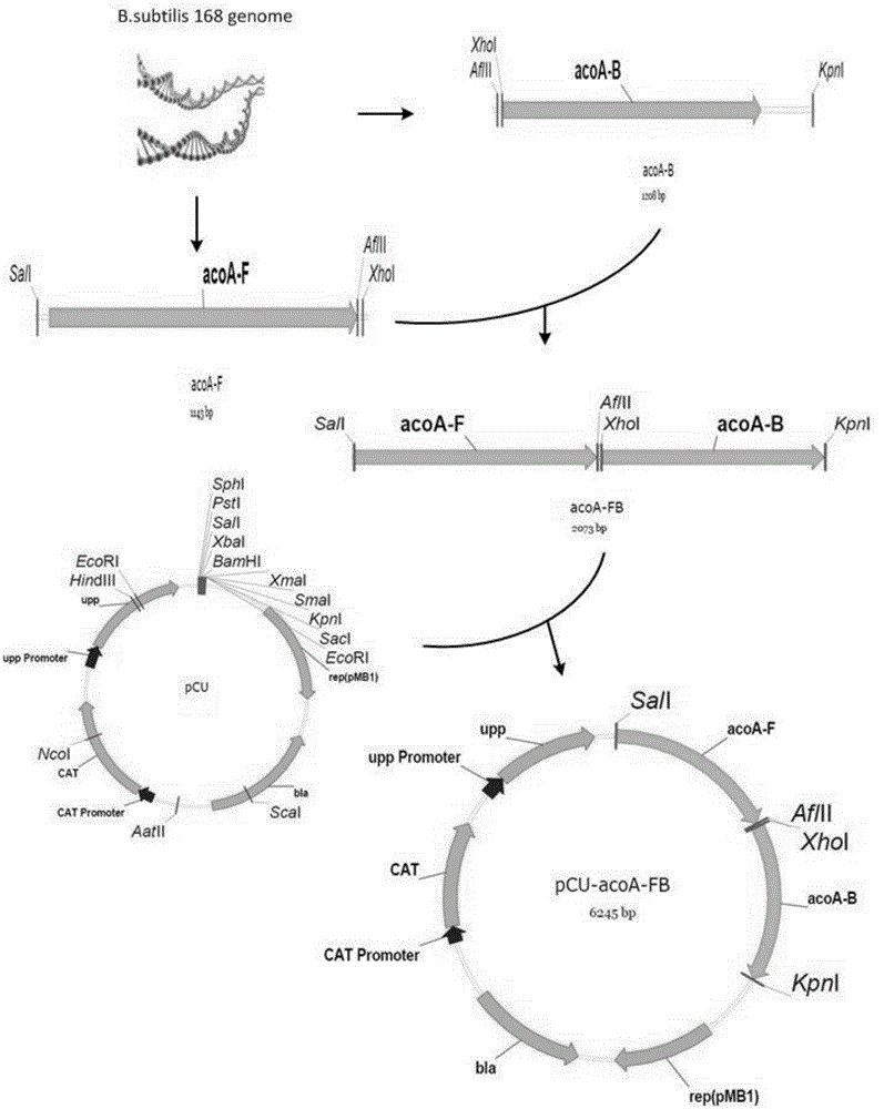 Bacillus subtilis strain for producing high-purity chiral meso-2,3-butanediol as well as construction method and application of strain