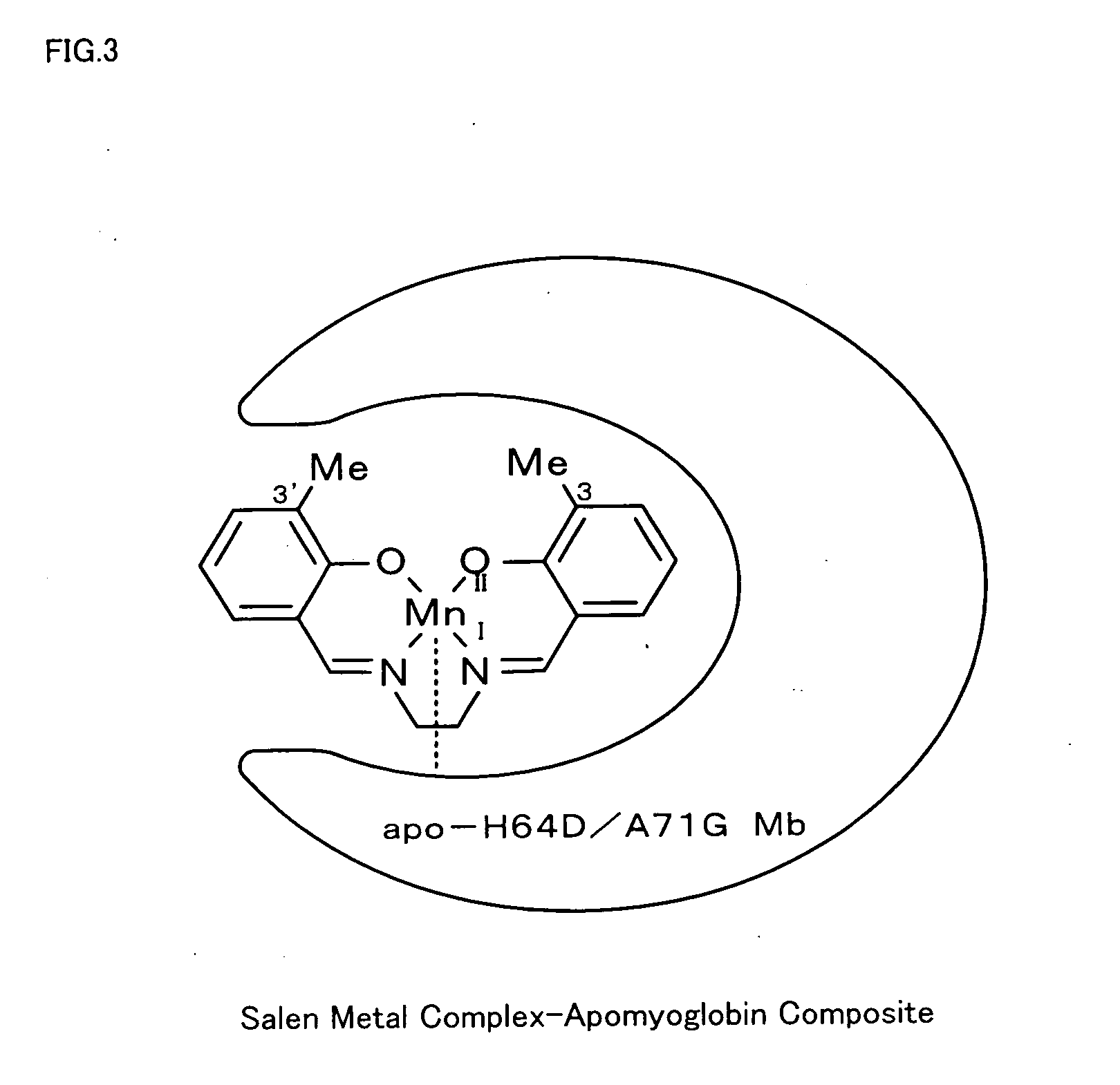 Metal complex-protein composite and oxidation catalyst