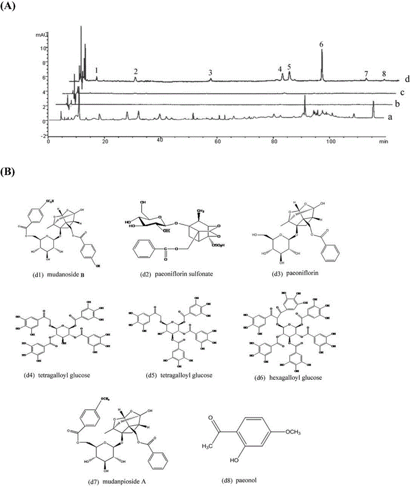 Tree peony bark medicinal material based on activity screening and preparation detecting method