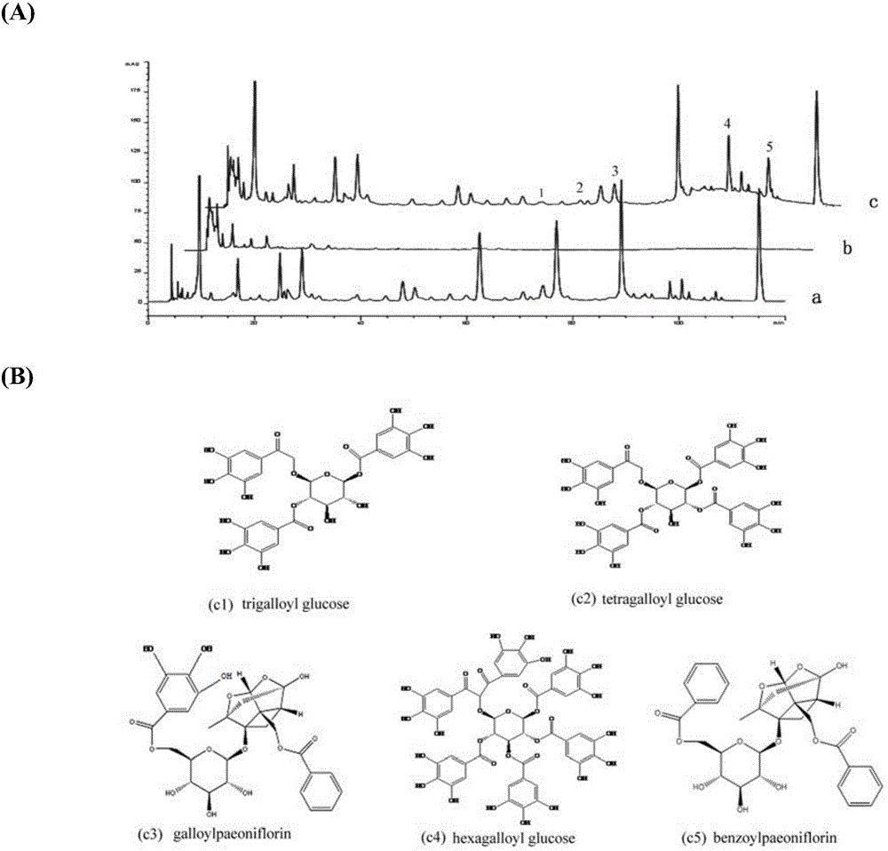 Tree peony bark medicinal material based on activity screening and preparation detecting method