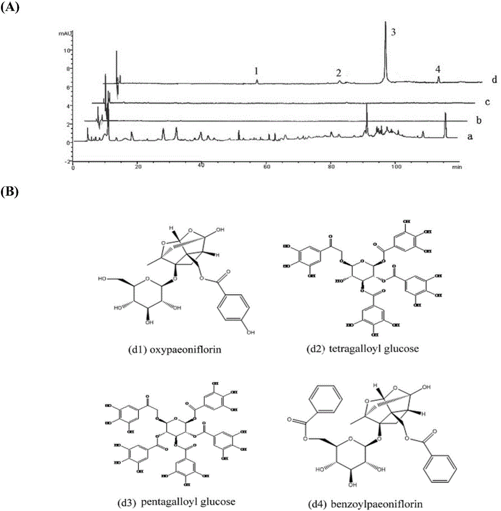 Tree peony bark medicinal material based on activity screening and preparation detecting method