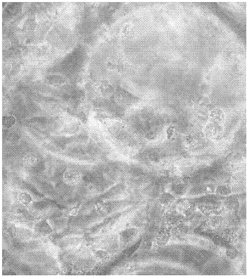 Method for extensive amplification of cell line and mesenchymal stem cell in vitro