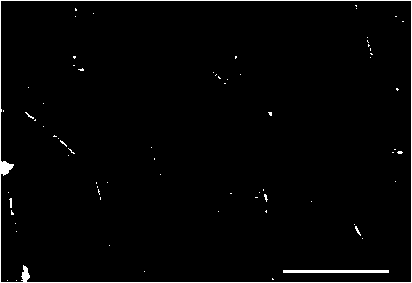 A high-sensitivity temperature-sensitive conductive composite fiber and its preparation method