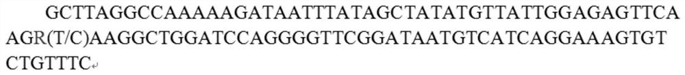 SNP genetic markers for bone density traits in sows