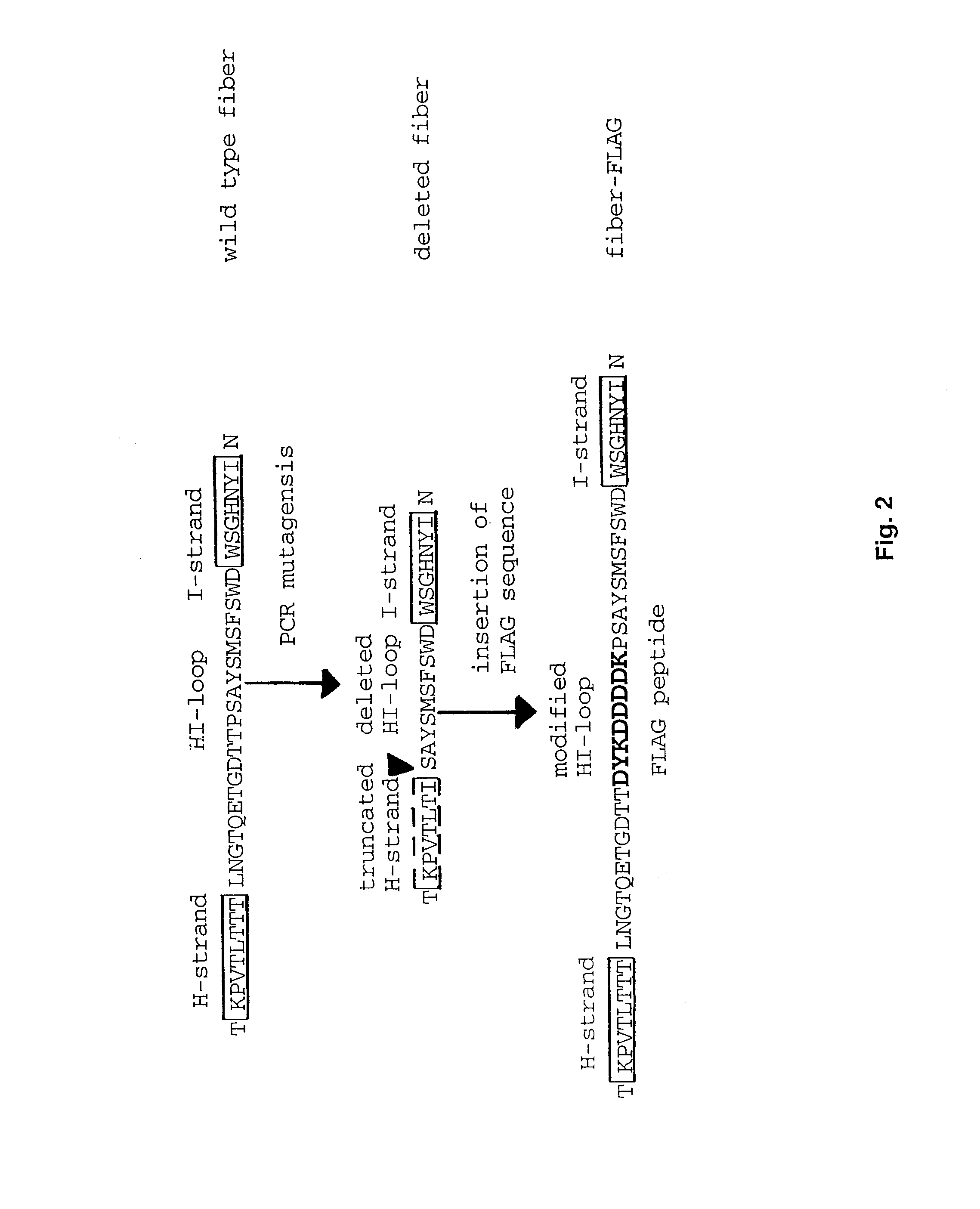 Adenovirus vector containing a heterologous peptide epitope in the hi loop of the fiber knob