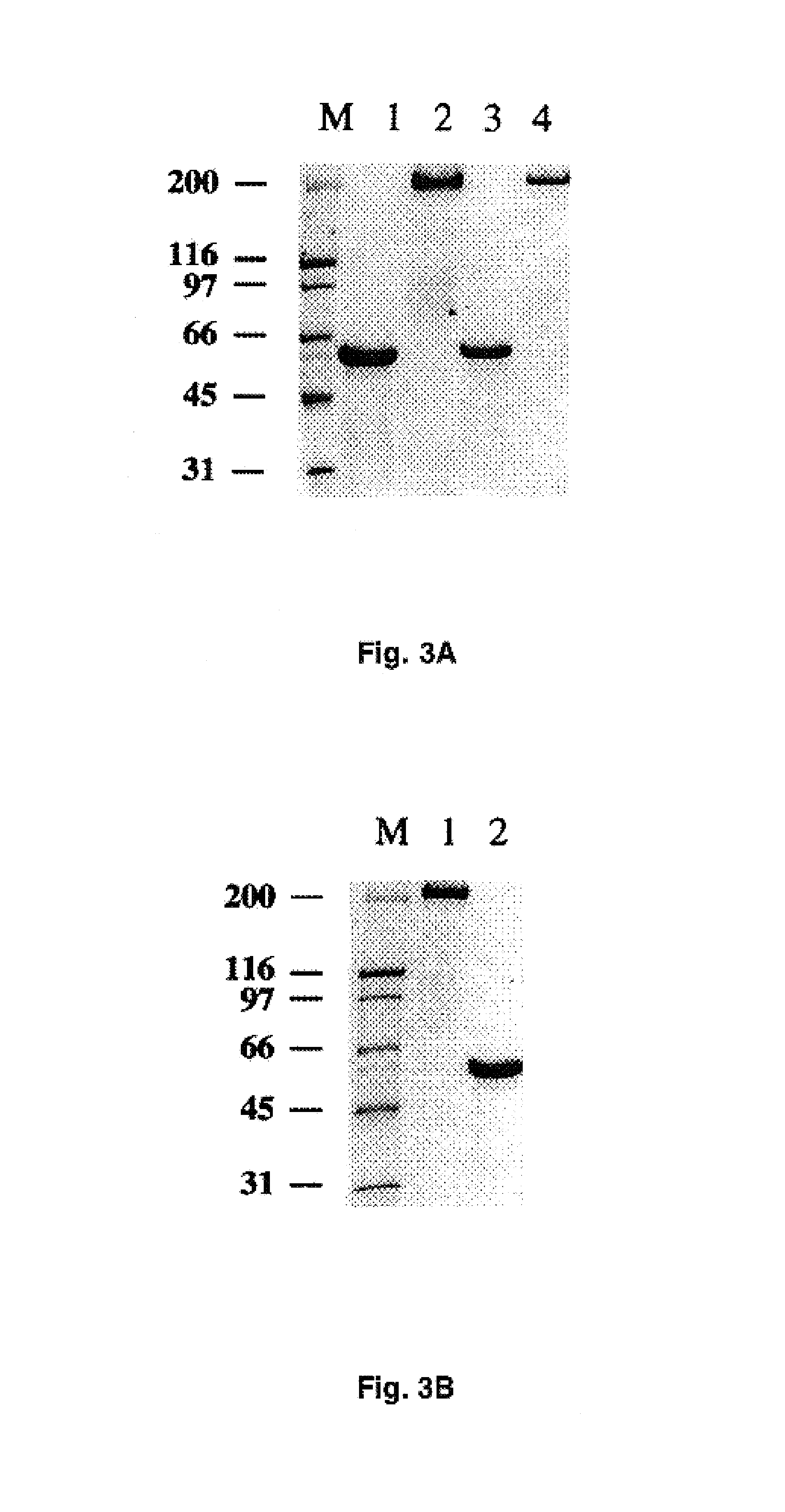 Adenovirus vector containing a heterologous peptide epitope in the hi loop of the fiber knob