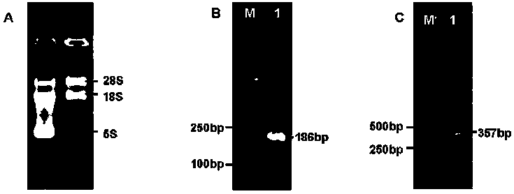 Method for producing cobra CT and PLA2 in baculovirus-insect expression system