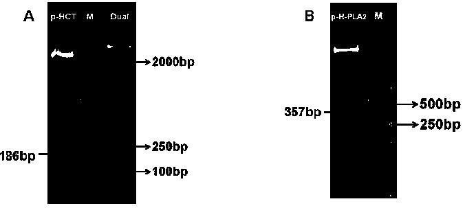 Method for producing cobra CT and PLA2 in baculovirus-insect expression system