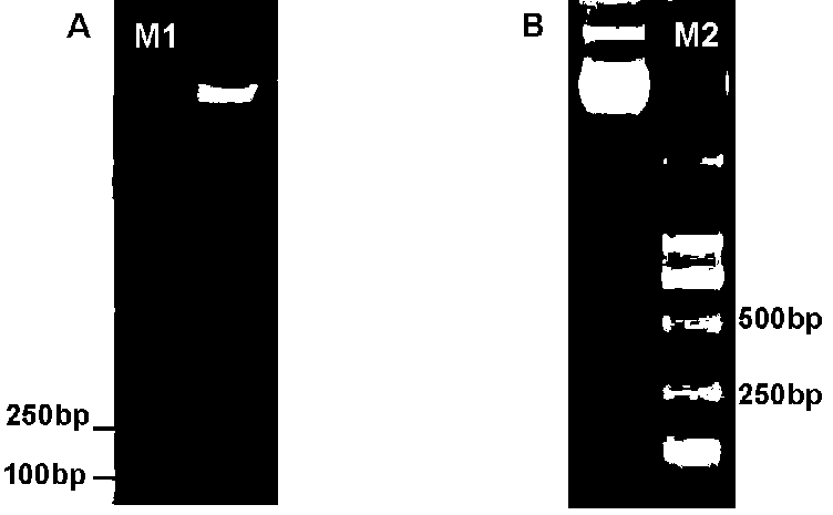 Method for producing cobra CT and PLA2 in baculovirus-insect expression system