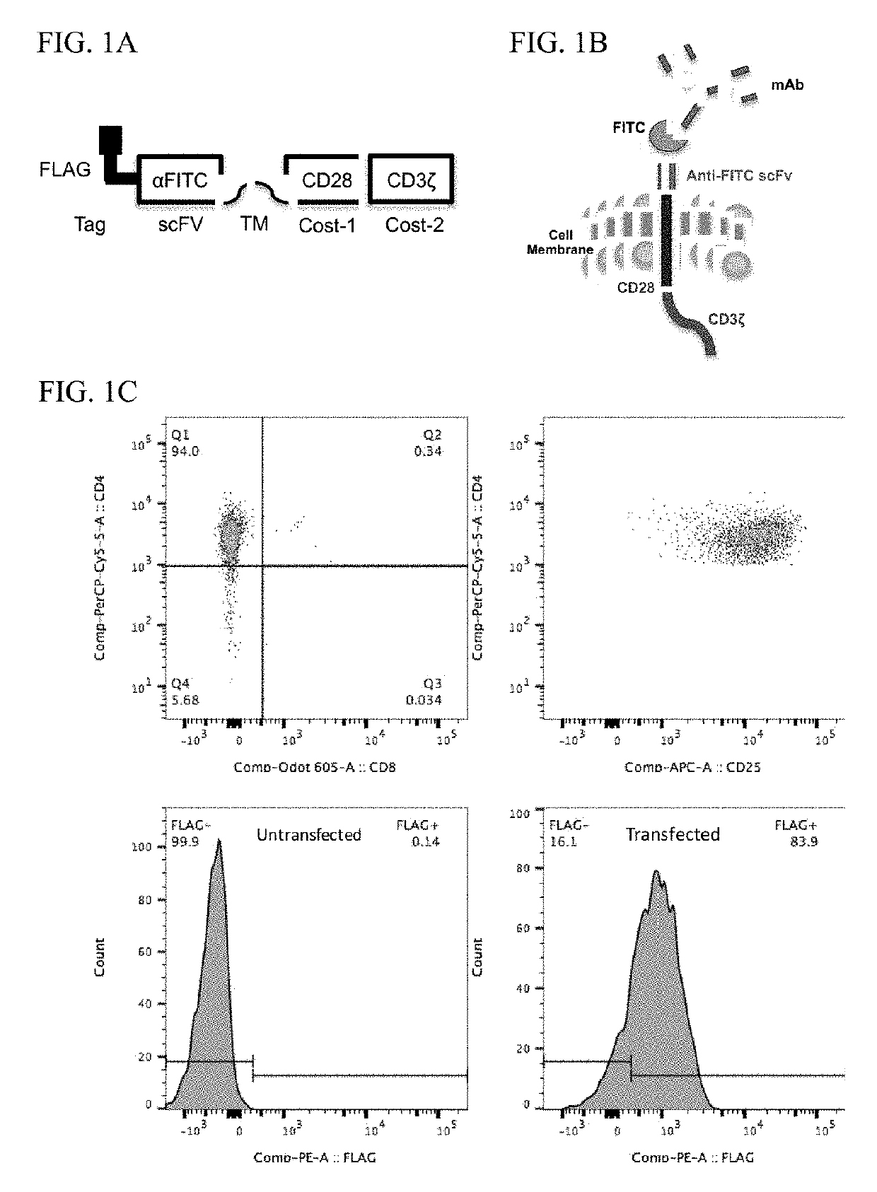 Regulatory t cells targeted with chimeric antigen receptors