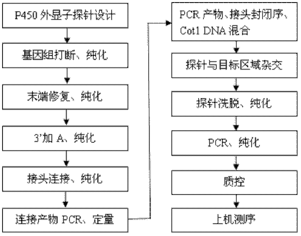 cyp450 genotype database and method for genotyping and enzyme activity identification