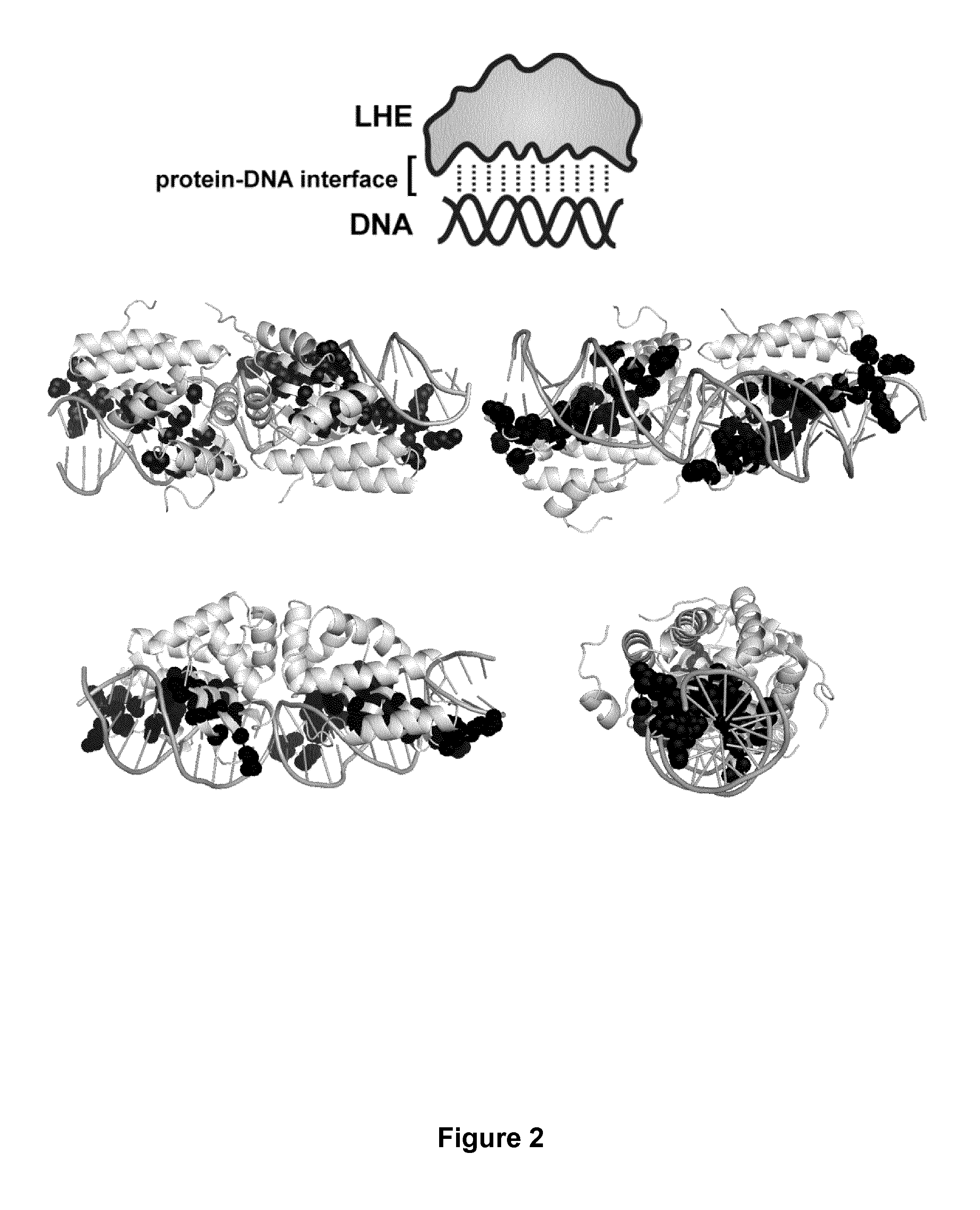 A laglidadg homing endonuclease cleaving the t cell receptor alpha gene and uses thereof