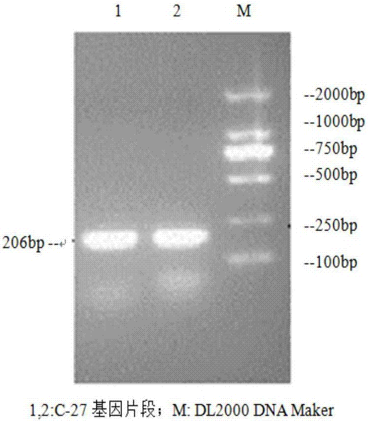 Method for detecting feline herpes virus