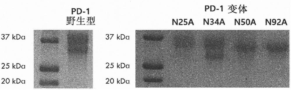 Pd-1 variant having improved binding to pd-l1