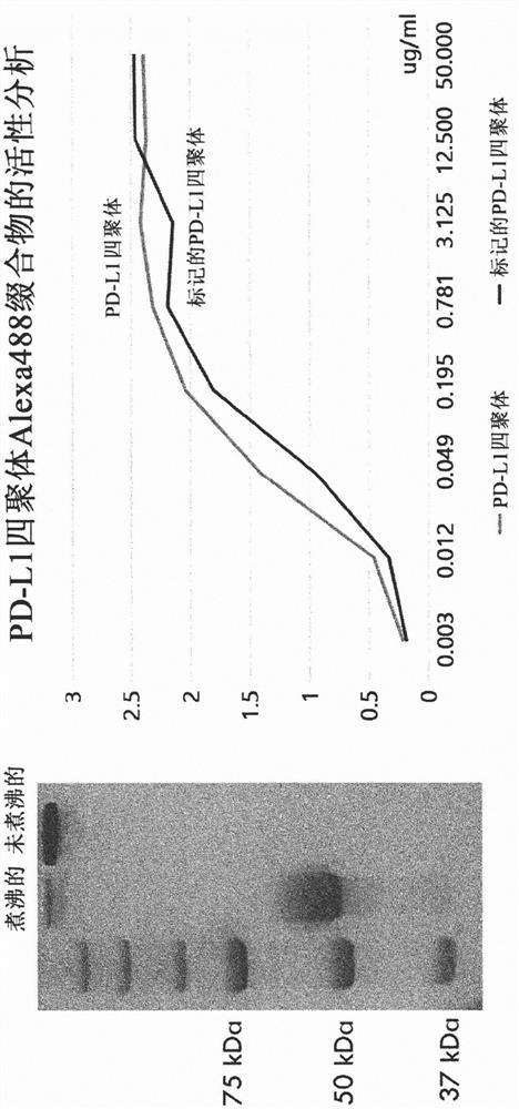 Pd-1 variant having improved binding to pd-l1