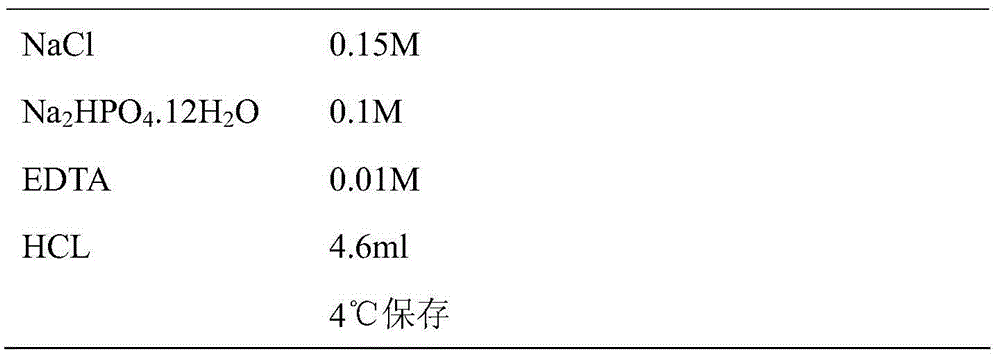 CDKN2A epitope peptide for detecting cervical cancer markers and application of CDKN2A epitope peptide