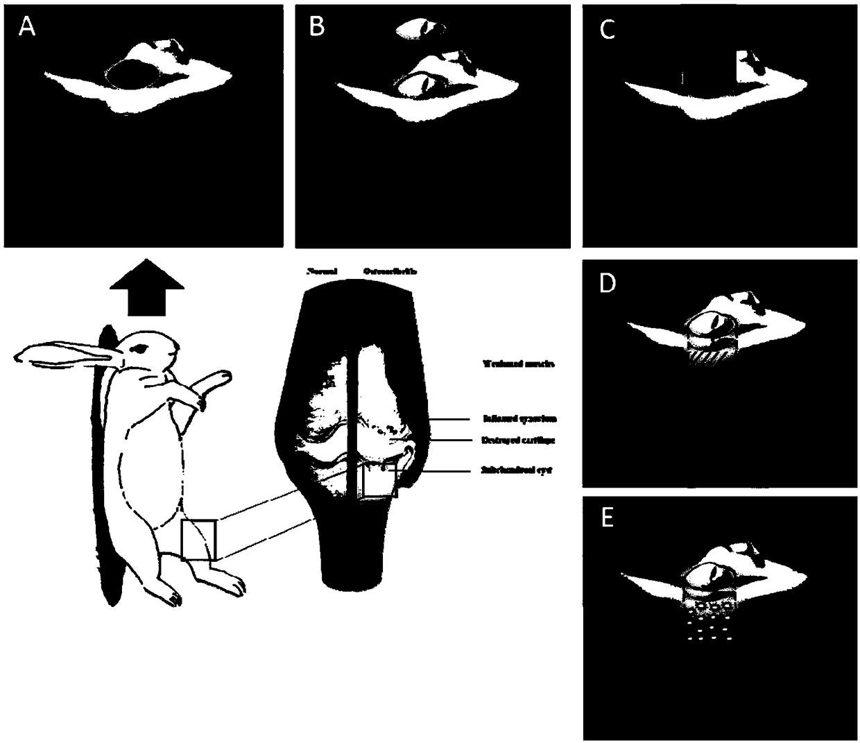 Method for constructing animal model of the rabbit knee cartilage subchondral bone injury and method for evaluating osteogenic material