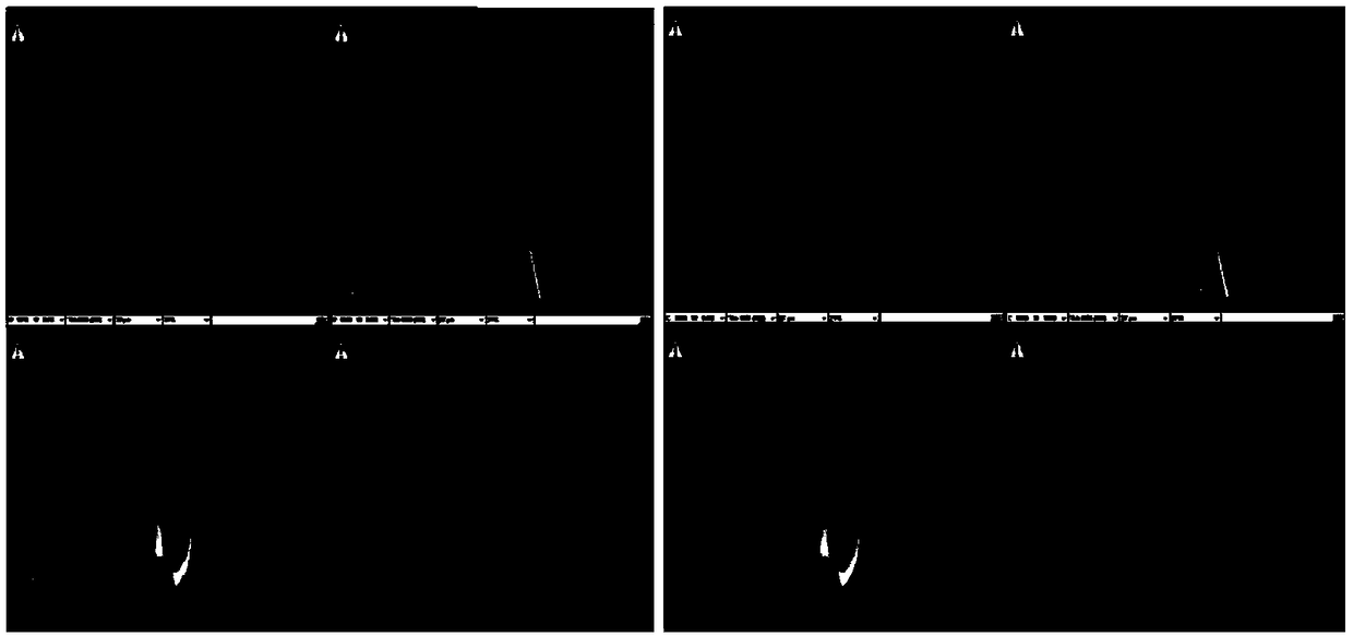 Method for constructing animal model of the rabbit knee cartilage subchondral bone injury and method for evaluating osteogenic material