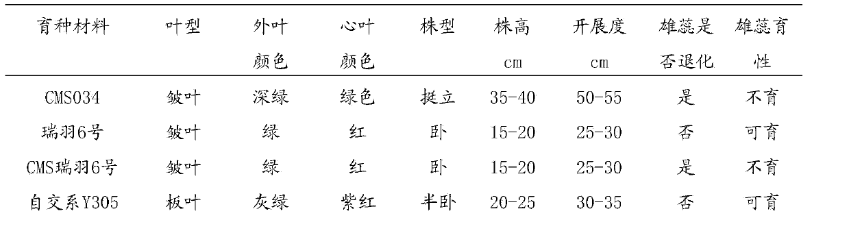 Breeding method of wavy Brassica oleracea var. acephala f. tricolor Hort.