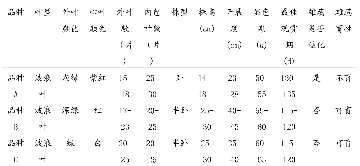 Breeding method of wavy Brassica oleracea var. acephala f. tricolor Hort.