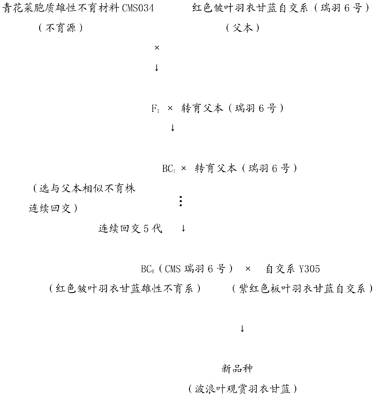 Breeding method of wavy Brassica oleracea var. acephala f. tricolor Hort.